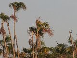 Lineated Woodpecker (Gestreepte Helmspecht) - Los Llanos
