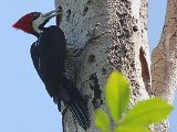 Crimson-crested Woodpecker (Zwartkeelspecht) - Orinoco delta