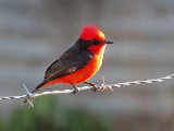 Vermilion Flycatcher (Rode Tiran) - Los Llanos