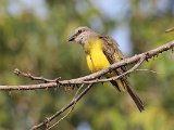 Tropical Kingbird (Tropische Koningstiran) - Choroni