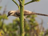 Tropical Mockingbird (Tropische Spotlijster) - Choroni