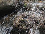 White-capped Dipper (Witkopwaterspreeuw) - Los Nevados