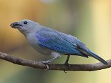 Blue-grey Tanager (Bisschopstangare) - Canaima
