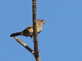 Pileated Finch (Grijze Kroongors) - Mochima