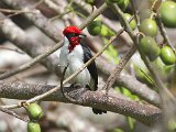 Masked Cardinal (Maskerkardinaal) - Los Llanos