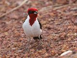 Masked Cardinal (Maskerkardinaal) - Los Llanos