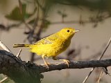 Yellow Warbler (Gele Zanger)