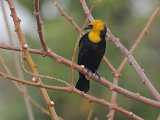 Yellow-headed Blackbird (Geelkoptroepiaal) - Los Llanos
