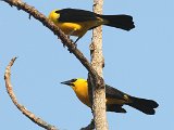 Oriole Blackbird (Wielewaaltroepiaal) - Choroni