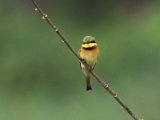 10-11-2019, Ivory Coast - Little Bee-eater (Dwergbijeneter)