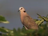 12-11-2019, Ivory Coast - Red-eyed Dove (Roodoogtortel)