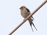 13-11-2019, Ivory Coast - Lesser Striped-Swallow (Savannezwaaluw)