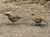 15-11-2019, Guinea - Grey-headed Sparrow (Grijskopmus)