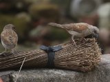 15-11-2019, Guinea - Grey-headed Sparrow (Grijskopmus)