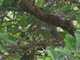 16-11-2019, Guinea - African Green Pigeon (Afrikaanse Papegaaiduif)