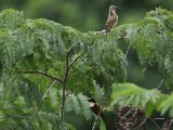 16-11-2019, Guinea - Buff-throated Sunbird (Adelberts Honingzuiger)