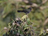 21-11-2019, Guinea - Northern Black Flycatcher (Senegalese Drongovliegenvanger)