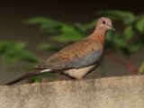 21-11-2019, Guinea - Laughing Dove (Palmtortel)