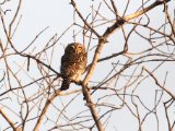 23-11-2019, Guinea - Pearl-spotted Owlet (Geparelde Dwerguil)