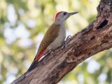 23-11-2019, Guinea - African Grey Woodpecker (Grijsgroene specht)