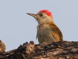 23-11-2019, Guinea - African Grey Woodpecker (Grijsgroene specht)