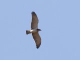 23-11-2019, Senegal - Beaudouin's Snake Eagle (Beaudouins Slangenarend)