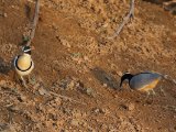 23-11-2019, Senegal - Egyptian Plover (Krokodillenwachter)