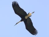 24-11-2019, Senegal - Woolly-necked Stork (Bisschopsooievaar)