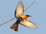 24-11-2019, Senegal - Red-throated Bee-eater (Roodkeelbijeneter)