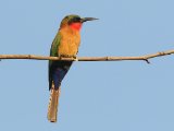 24-11-2019, Senegal - Red-throated Bee-eater (Roodkeelbijeneter)