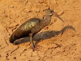 25-11-2019, Senegal - Hadada Ibis (Hadada-ibis)