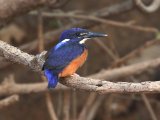 25-11-2019, Senegal - Shining Blue Kingfisher (Glansijsvogel)