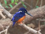 25-11-2019, Senegal -  Shining Blue Kingfisher (Glansijsvogel)