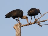 25-11-2019, Senegal - Hadada Ibis (Hadada-ibis)