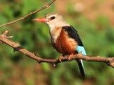 25-11-2019, Senegal - Grey-headed Kingfisher (Grijskopijsvogel)
