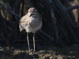 26-11-2019, Gambia - Senegal Thick-knee (Senegalese griel)