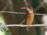 26-11-2019, Gambia -  Malachite Kingfisher (Malachiet ijsvogel)