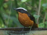 26-11-2019, Gambia - White-crowned Robin-Chat (Schubkaplawaaimaker)