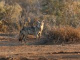 Afrikaanse goudwolf - Djoudj N.P. (Senegal)