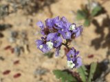 Voorjaar in de woestijn, een Lamsoor soort (Limonium spec.) - Marokko