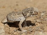 Helmgekko (Geckonia chazaliae) - Marokko