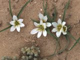 Voorjaar in de woestijn (Androcymbium gramineum) - Marokko