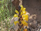 Een bremraap soort (Cistanche phelypaea) - Marokko