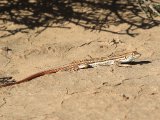 Grootschubfranjeteenhagedis (Acanthodactylus boskianus) - Marokko