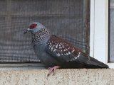 22 februari, Gambia - Roodoogduif (Speckled Pigeon)