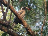 22 februari, Gambia - Grijze tok (African Grey Hornbill)