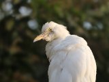 22 februari, Gambia - Koereiger (Cattle Egret)