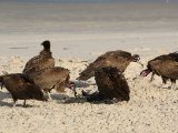 22 februari, Gambia - Kapgier (Hooded Vulture)