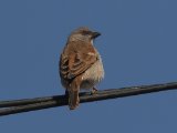 22 februari, Gambia - Grijskopmus (Northern Grey-headed Sparrow)