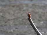 22 februari, Gambia - Malachietijsvogel (Malachite Kingfisher)
